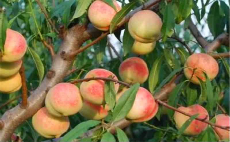 桃树根癌病并不难治，只要你这样来做，保证来年有产量