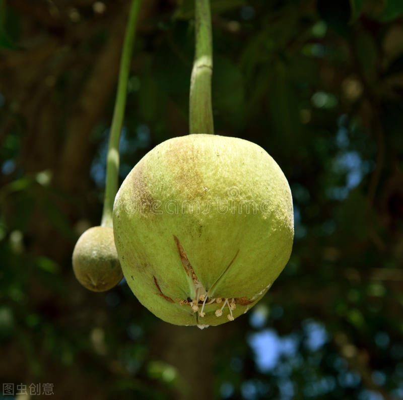 自然界嘴巴奇特的十种动物,十种奇特的自然界植物图片