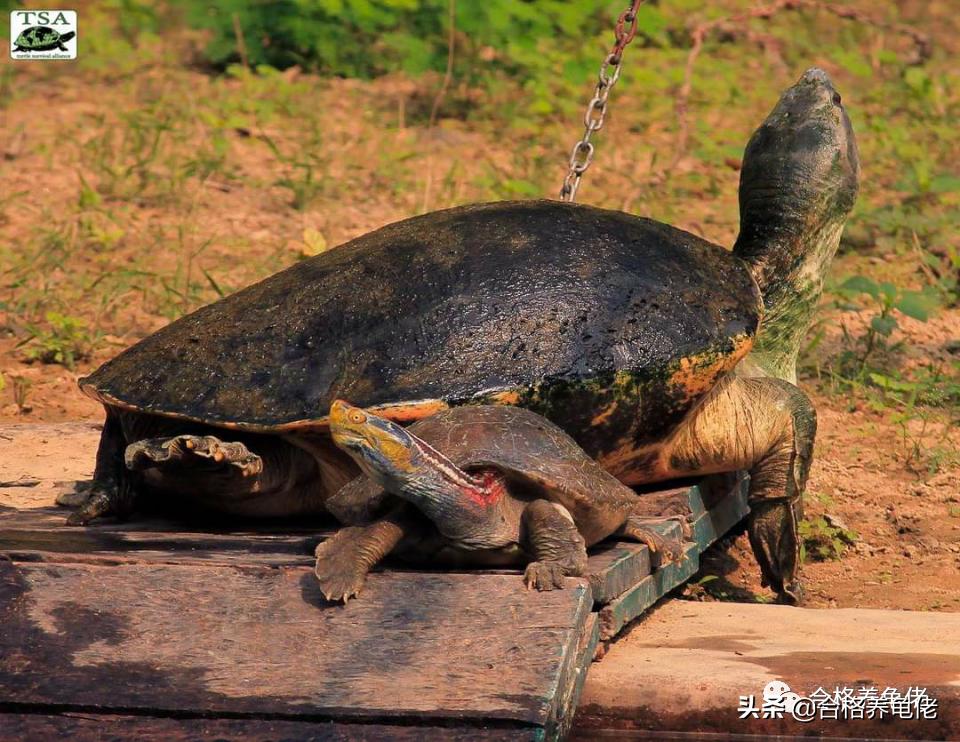 晒太阳的龟,晒太阳晒太阳