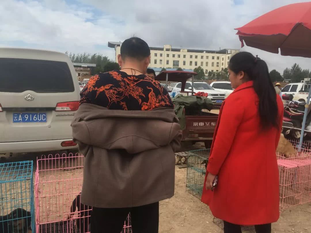 在宠物市场卖狗如何赚钱,狗市卖狗赚钱吗