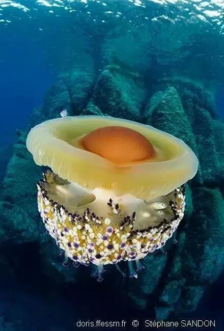 世界上最惊艳的海底照,100张绝美的海底照片