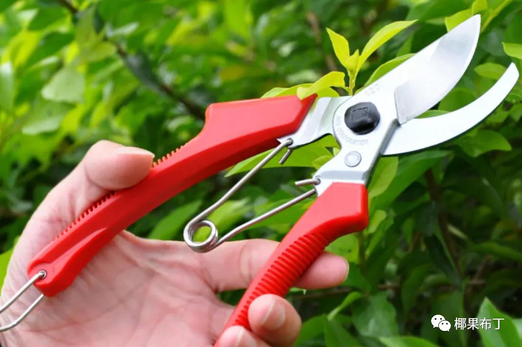 哪个品牌园艺剪刀好一点耐用,什么牌子的进口园艺剪刀最好