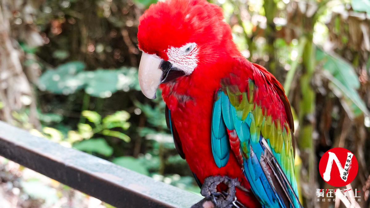 三亚呀诺达热带雨林文化区简介,三亚呀诺达热带雨林开业了吗