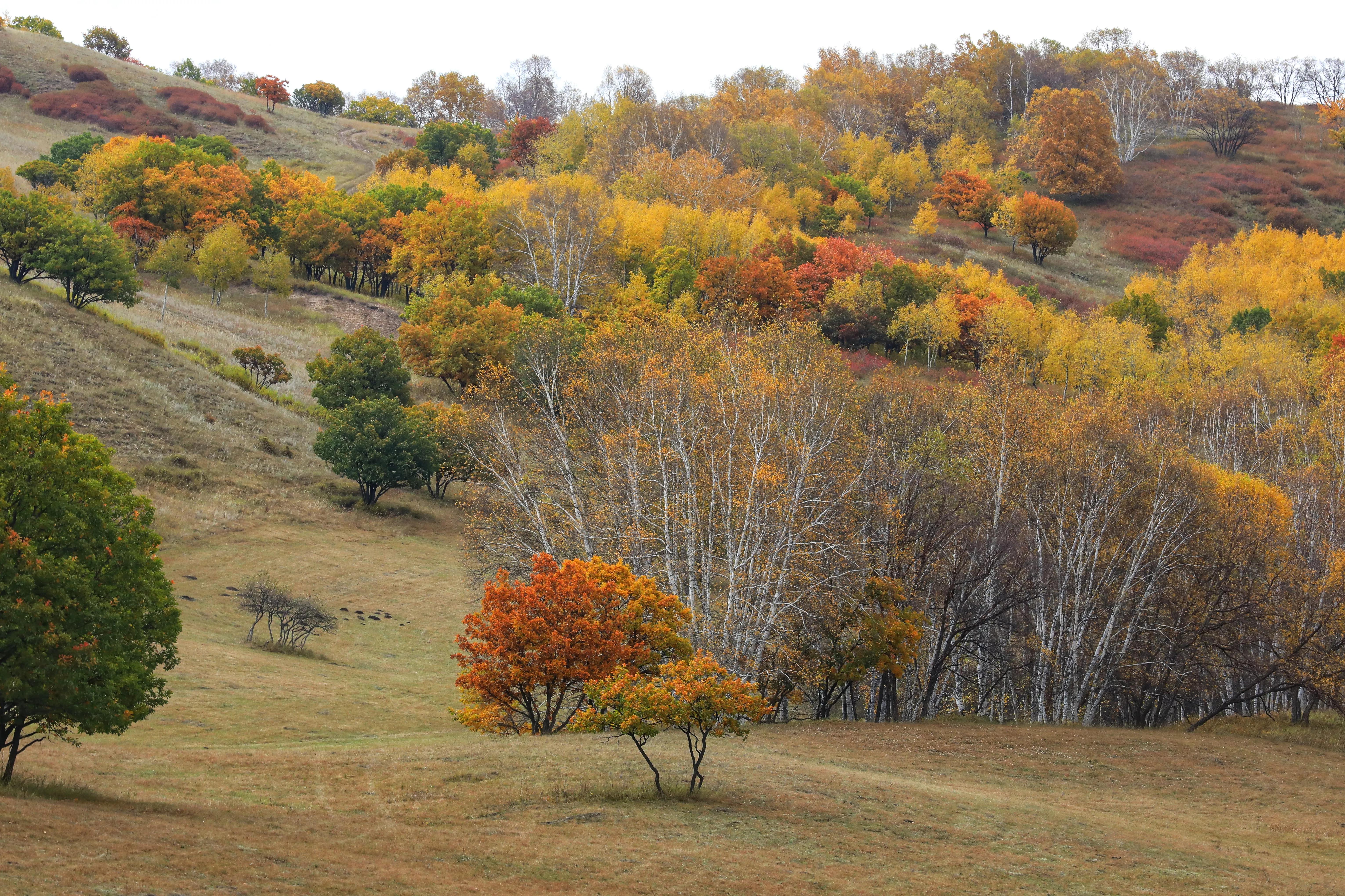 坝上秋色草原,坝上草原游记作文
