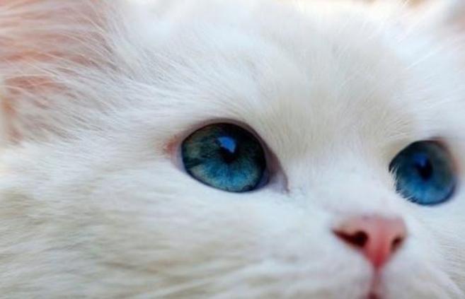 猫咪生病的12种表现铲屎官必知,铲屎官注意猫咪这个部位也需护理