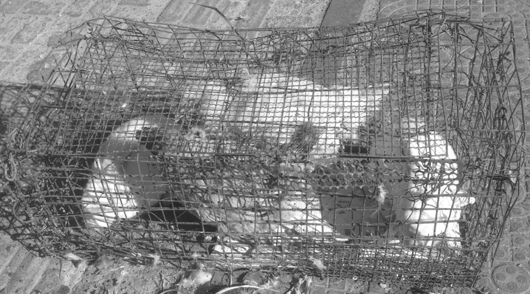 小学数学应该学什么专业,小学数学应该学什么怎么学