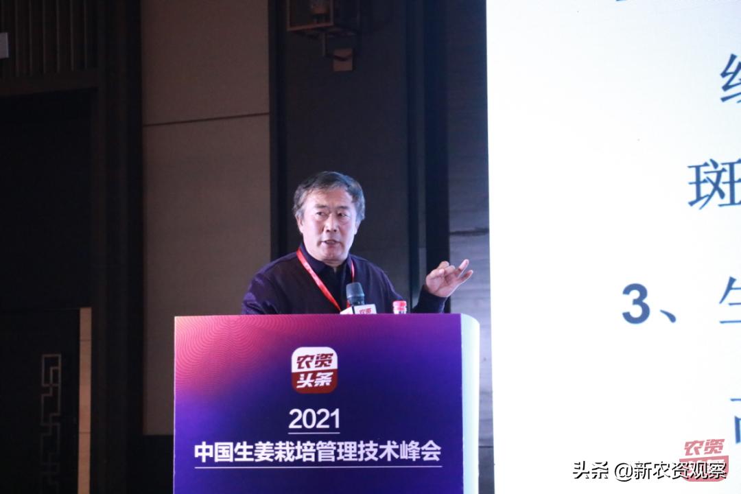 生姜栽培管理新技术,中国生姜栽培管理技术峰会