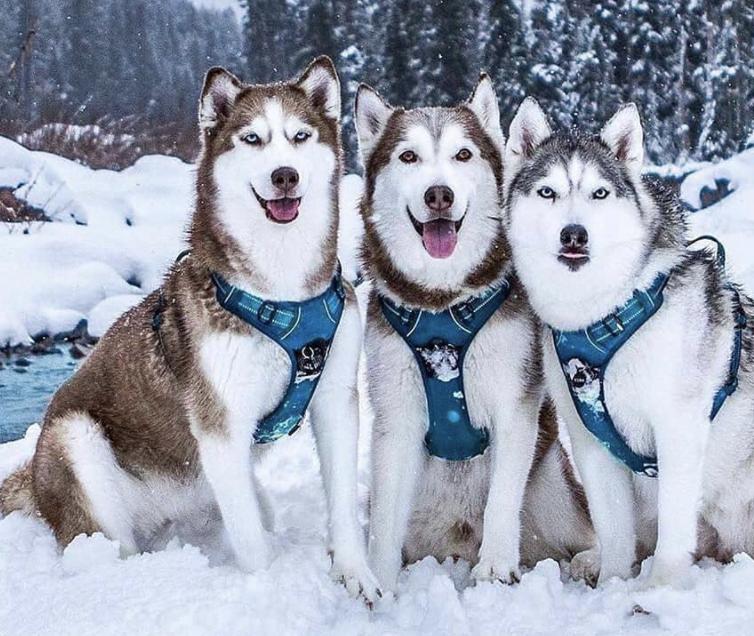 惹人喜爱的萌犬,萌犬