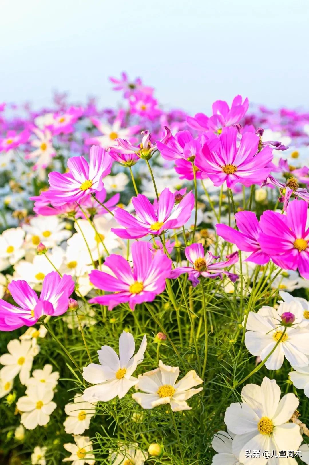 深圳十大免费景点路线,深圳10条绝美海岸线