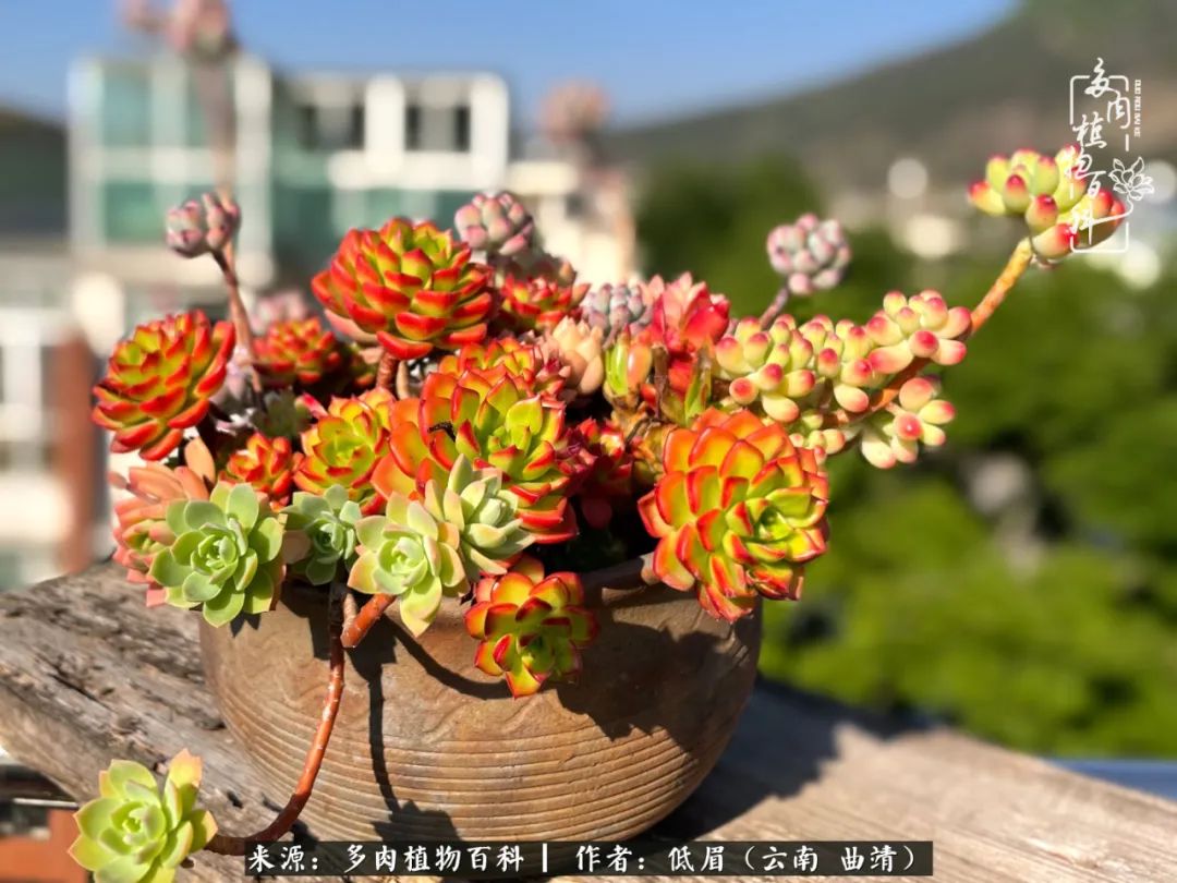 多肉植物百科如何投稿,感谢多肉植物百科的陪伴