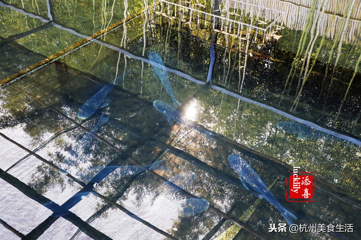 「杭州美食生活」径山淡竹元民宿，享受禅茶竹韵慢生活