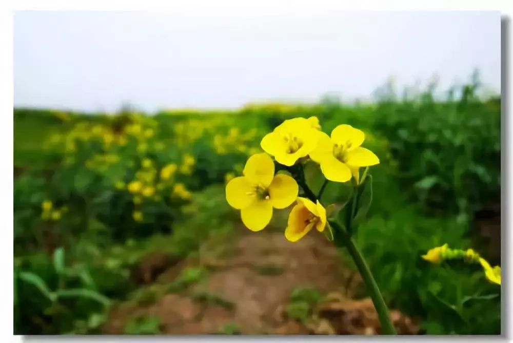 阴雨连绵久未睛，到室外寻找春天