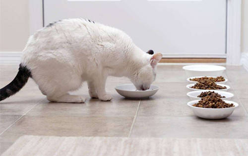 猫咪肠胃不好老吐还拉肚子怎么办,猫咪肠胃不好总是呕吐吃什么药好