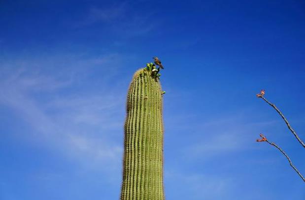 地球最奇特的沙漠,地球上最优越的气候是什么气候