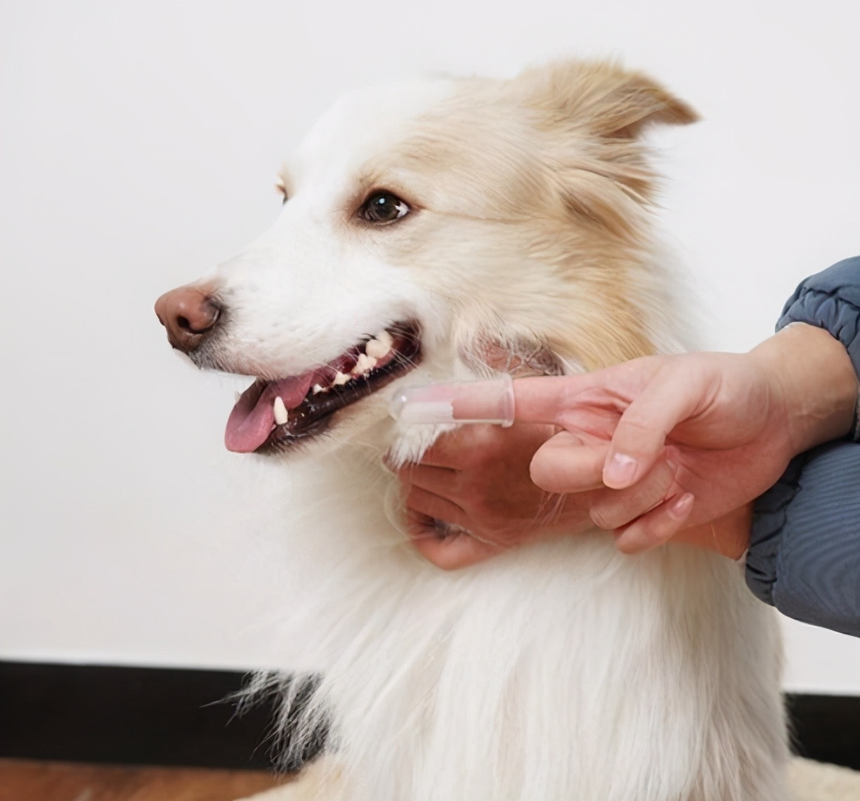科学有效的训练狗狗,科学训狗的方法
