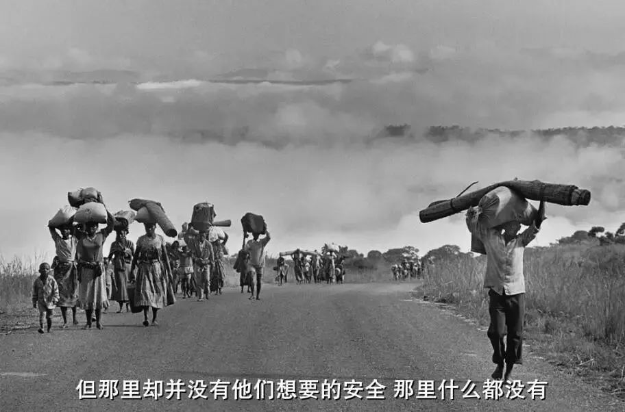 73岁老人被狼追杀,人类被鲨鱼猎杀的惊恐瞬间