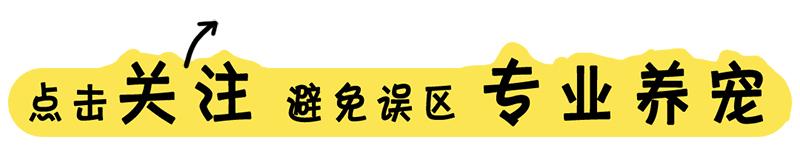 我家狗狗长“痘痘“了？你的一时疏忽可能让狗狗瘙痒难忍