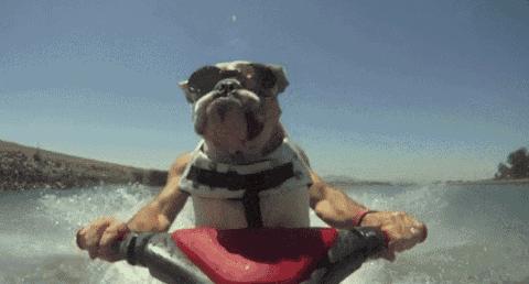 狗狗的几种类型,狗狗的性格会越来越像主人