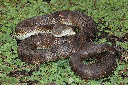 有毒蛇的地方长什么草,有毒蛇和无毒蛇咬的伤口区别