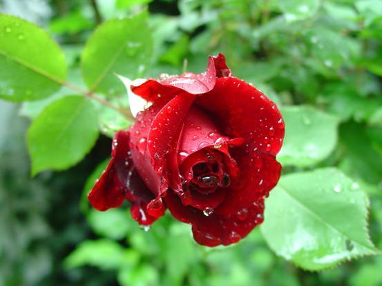 正宗云南鲜花饼玫瑰饼,没去过云南却吃过正宗鲜花饼