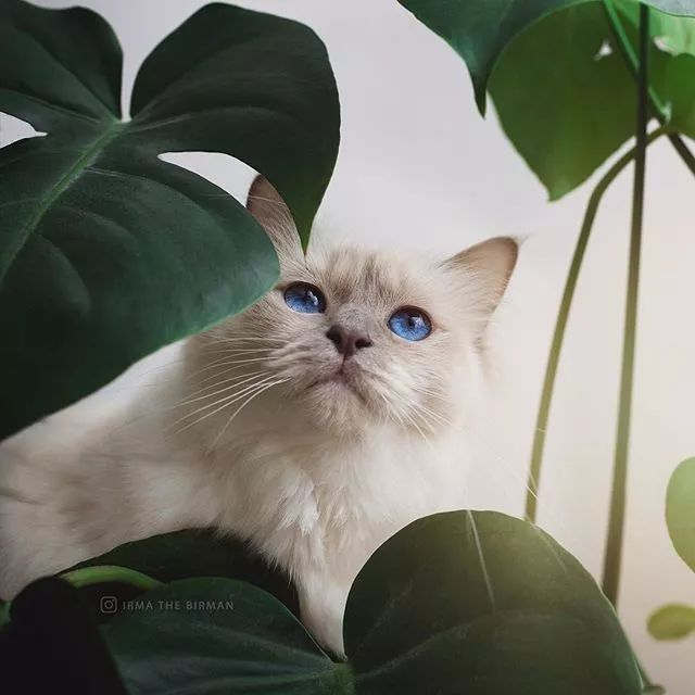 贵族阿比西尼亚猫,神秘的波斯猫