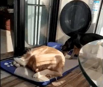 狗狗被丢弃后会记恨主人吗,狗狗被弃养了它自己知道吗