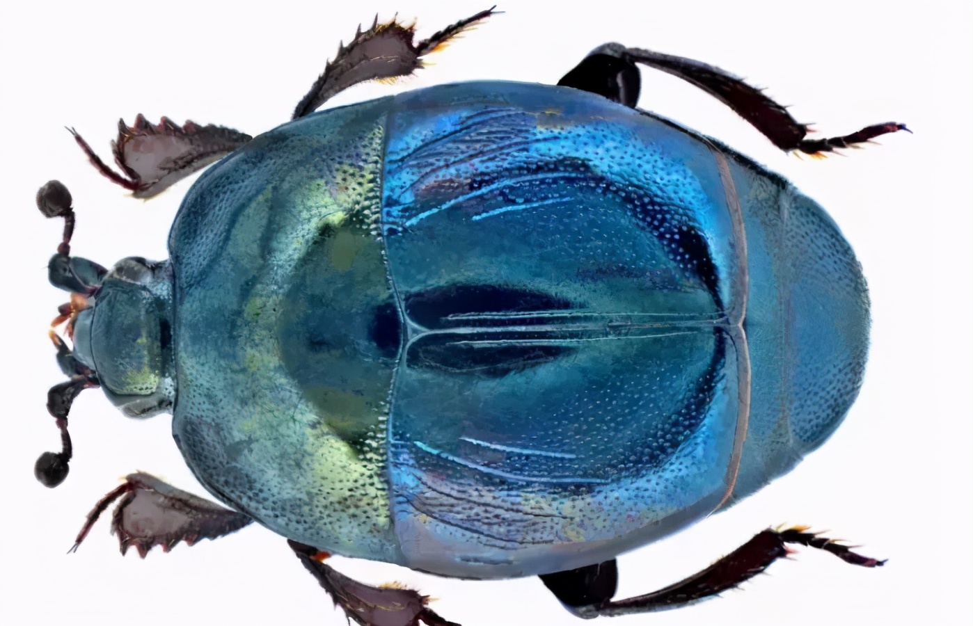 苍蝇的天敌和食物,苍蝇以粪便为食