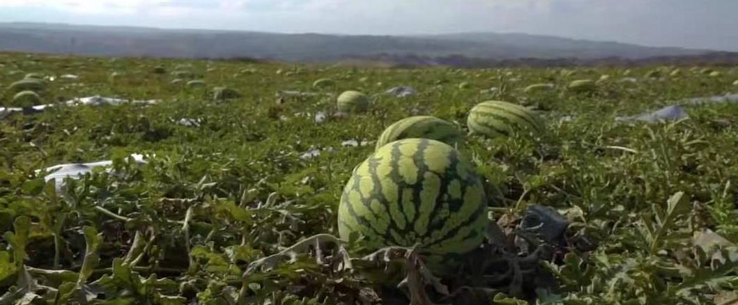 宁夏农民石头地上种植西瓜的原因,宁夏石头缝里种西瓜