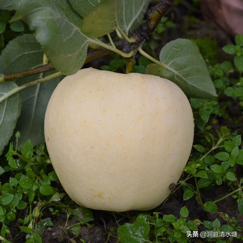 正宗富士苹果脆甜,正宗红富士苹果脆甜应季