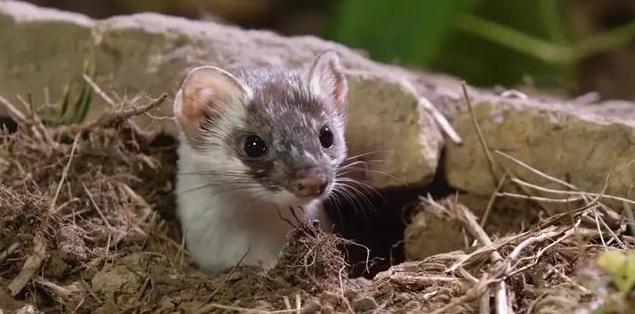 老祖宗为什么说黄鼠狼不能抓,为什么说黄鼠狼不能杀