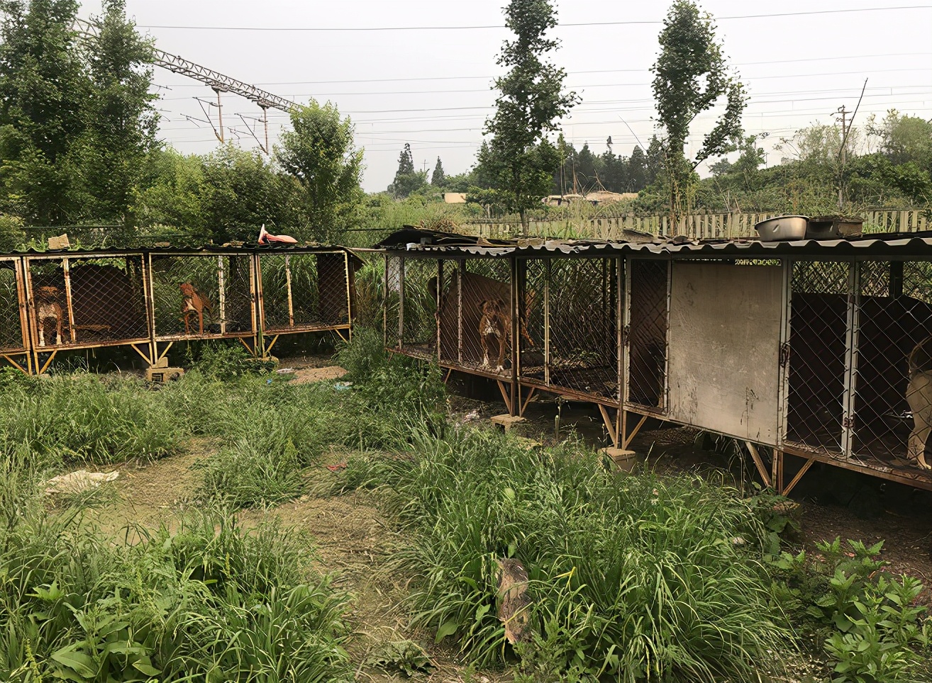 狗没办狗证抓走能罚多少钱,狗没有狗证被警察抓到会怎么处罚