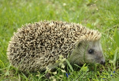 野生刺猬违法吗,野生刺猬保护动物家养犯法吗
