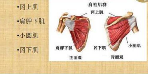 肩袖损伤康复锻炼引起疼痛怎么办,肩袖损伤为什么睡觉会疼痛加重