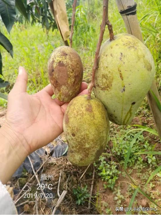 芒果角斑病特效药,芒果角斑病最佳治疗方案
