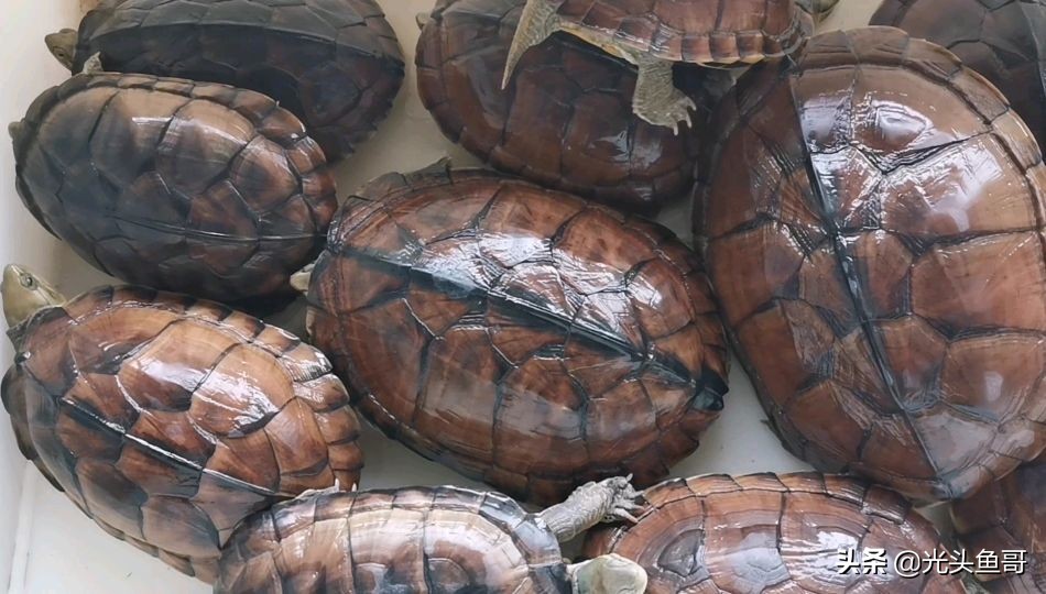 石金钱龟为何会跌落神坛,石金钱龟几年开始大降价的