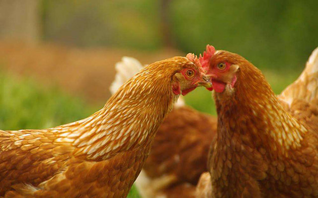 鸡有蛔虫怎么办,鸡肠道虫防治