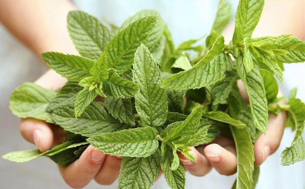 泰国青草止痒膏正品方便携带,夏季必备泰国青草膏