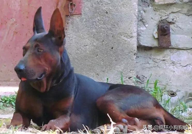 战斗力最强的土狗是什么品种,这40种土狗其实都是超酷的品种犬