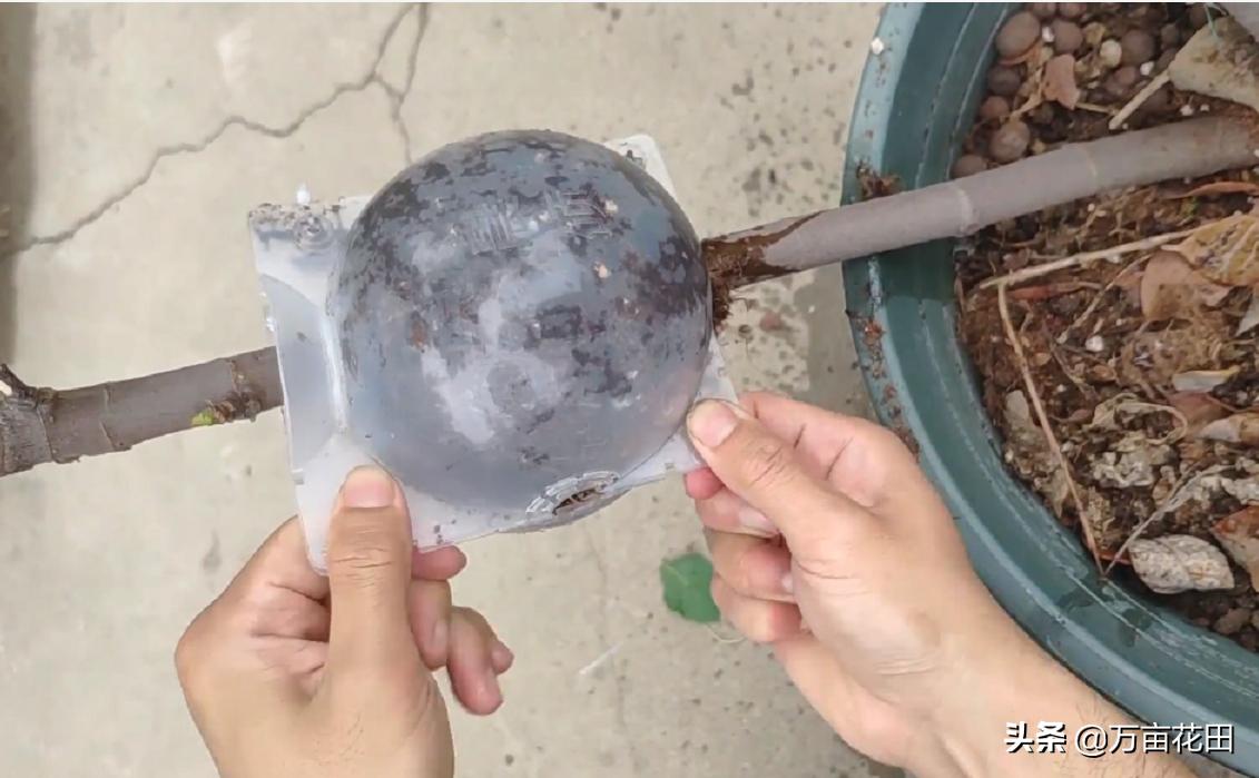 月季高压扦插生根最快方法,高压繁殖跟扦插有什么区别