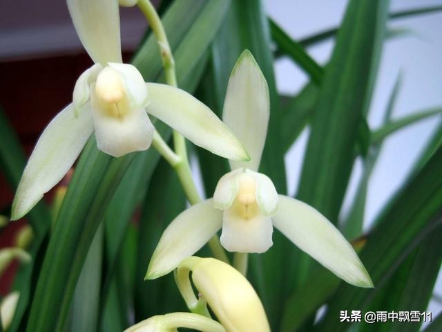 兰花叶尖发黑的原因及解决办法,兰花叶尖发黑干枯是什么原因