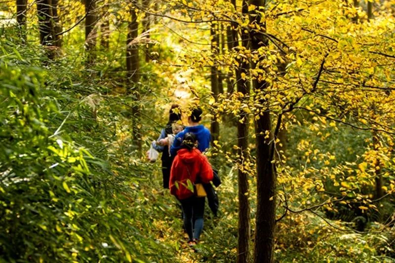 黄色警报响,黄色警报响起