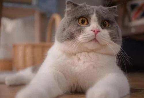 为啥很多人喜欢养外国猫,为什么很多人爱养蓝猫