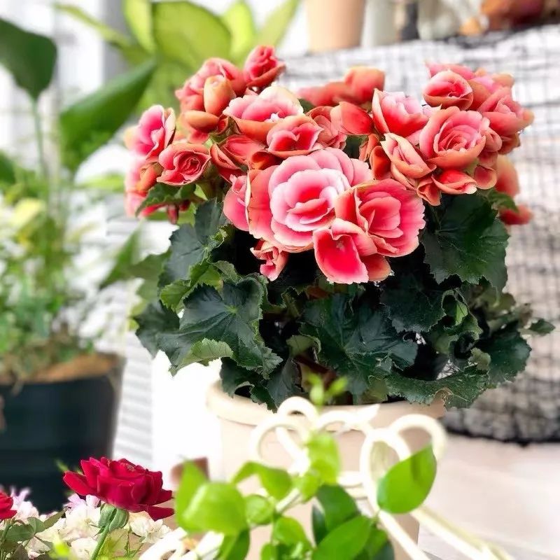 冬天一定要养的十种花,冬天养花养哪些植物好看