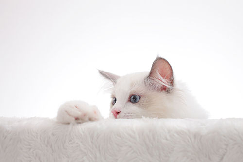 布偶猫价格一般是多少钱一只,布偶猫市场价多少钱一只