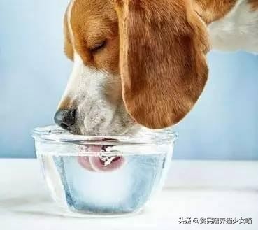 金毛狗狗中暑症状和解救方法,狗狗如何防止猫咪中暑