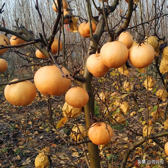晚秋黄梨怎么管理甜,晚秋黄梨管理技术的视频