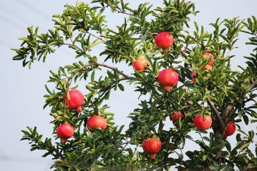 石榴树苗在冬季的正确种植方法,适合在南方种植又好看的石榴