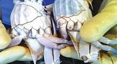 防城港市海鲜怎么挑,防城港海鲜扫货攻略附海鲜吃法