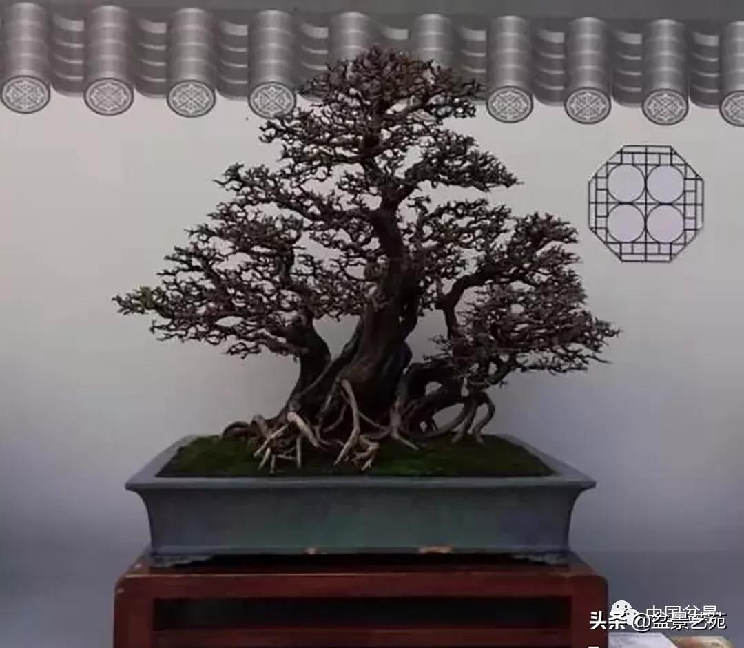 学盆景入门教程书,学习盆景制作视频
