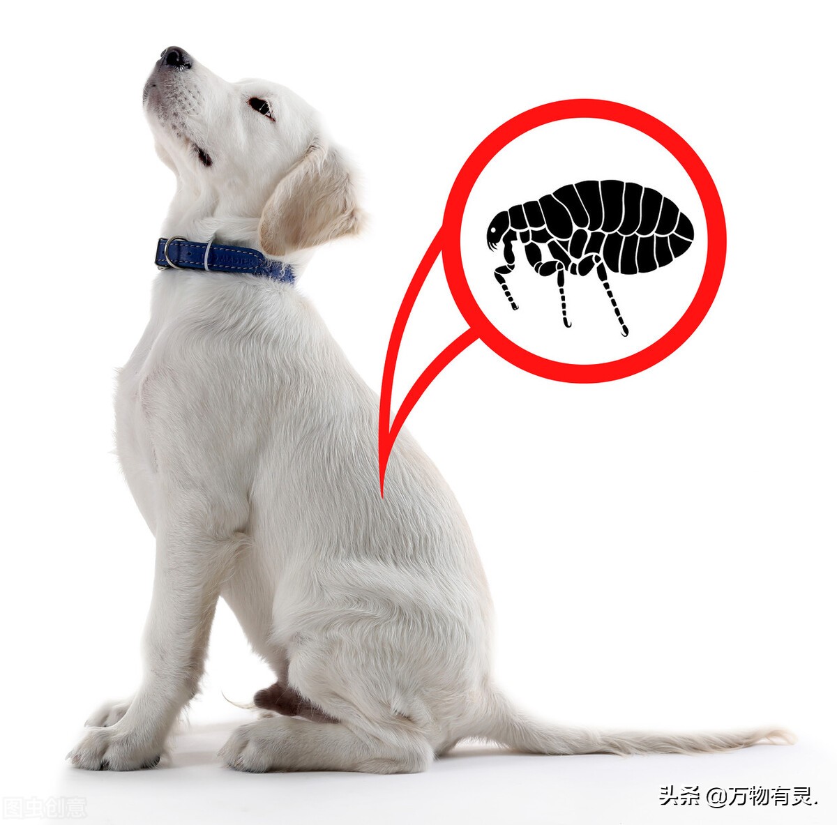 如何判断狗狗身上有没有跳蚤,如何轻松去除狗狗身上的跳蚤